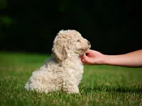Oscar F1B , a male Miniature Bernedoodle for sale in Millersburg, OH – 2 of 5