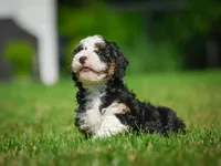 Ace F1B , a male Miniature Bernedoodle for sale in Millersburg, OH – 2 of 6