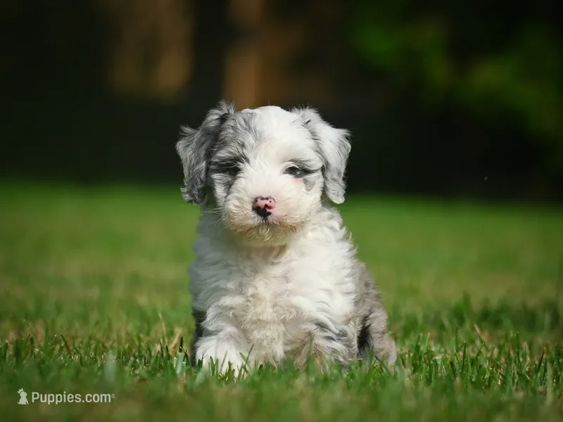 Remi F1B  – Miniature Bernedoodle puppy for sale in Millersburg, OH