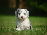 Remi F1B , a female Miniature Bernedoodle for sale in Millersburg, OH – 1 of 5