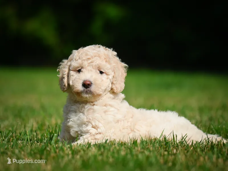 Oscar F1B  – Miniature Bernedoodle puppy for sale in Millersburg, OH