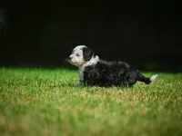 Mia F1B , a female Miniature Bernedoodle for sale in Millersburg, OH – 3 of 5