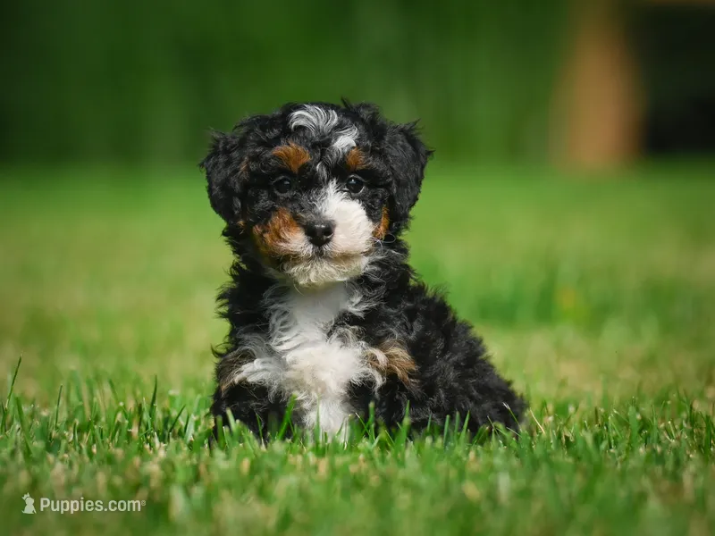 Bella F1B  – Miniature Bernedoodle puppy for sale in Millersburg, OH