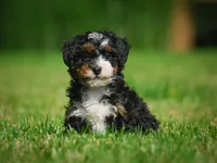Bella F1B , a female Miniature Bernedoodle for sale in Millersburg, OH – 1 of 5