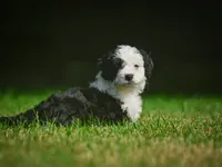 Mia F1B , a female Miniature Bernedoodle for sale in Millersburg, OH – 4 of 5