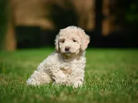 Oscar F1B , a male Miniature Bernedoodle for sale in Millersburg, OH – 4 of 5