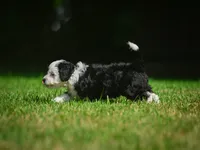 Mia F1B , a female Miniature Bernedoodle for sale in Millersburg, OH – 2 of 5