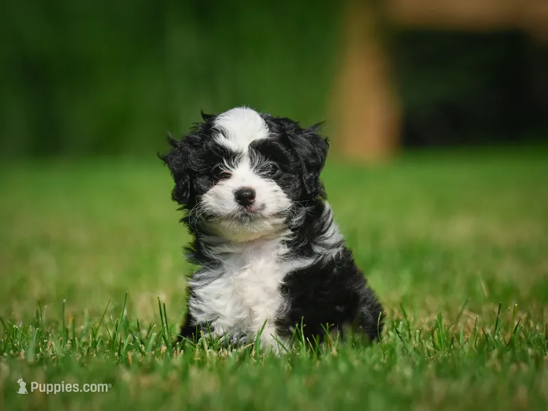 Sally F1B  – Miniature Bernedoodle puppy for sale in Millersburg, OH