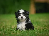Sally F1B , a female Miniature Bernedoodle for sale in Millersburg, OH – 1 of 6