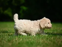 Oscar F1B , a male Miniature Bernedoodle for sale in Millersburg, OH – 3 of 5