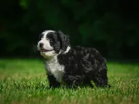 Gunner F1B , a male Miniature Bernedoodle for sale in Millersburg, OH – 4 of 5