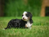 Ace F1B , a male Miniature Bernedoodle for sale in Millersburg, OH – 6 of 6