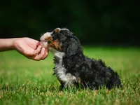 Bella F1B , a female Miniature Bernedoodle for sale in Millersburg, OH – 5 of 5