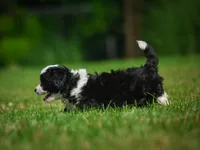 Sally F1B , a female Miniature Bernedoodle for sale in Millersburg, OH – 3 of 6