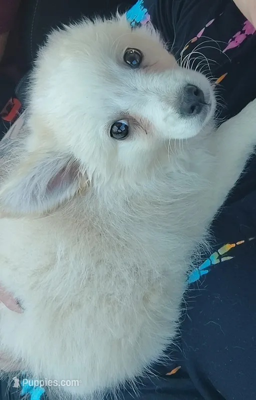 Japanese Spitz  – Japanese Spitz puppy for sale in Norris, IL