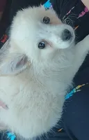 Japanese Spitz , a female Japanese Spitz for sale in Norris, IL – 1 of 3