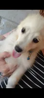Japanese Spitz , a female Japanese Spitz for sale in Norris, IL – 2 of 3