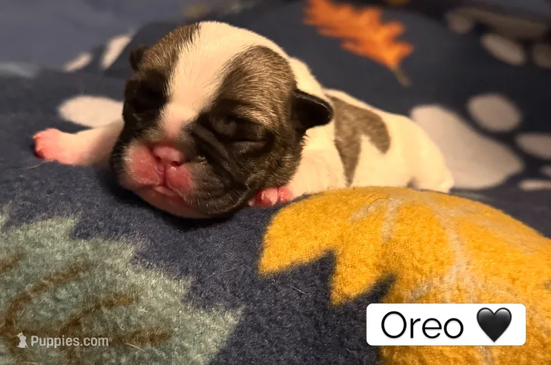 Oreo – French Bulldog puppy for sale in San Tan Valley, AZ