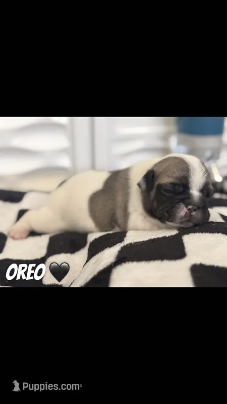 Oreo – French Bulldog puppy for sale in San Tan Valley, AZ