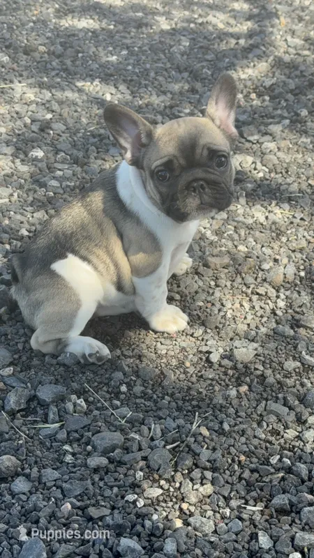 Kim – French Bulldog puppy for sale in San Tan Valley, AZ