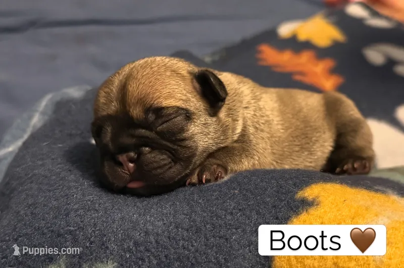 Boots – French Bulldog puppy for sale in San Tan Valley, AZ