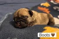 Boots, a male French Bulldog for sale in San Tan Valley, AZ – 1 of 2