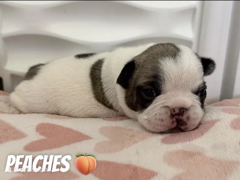 Peaches  – French Bulldog puppy for sale in San Tan Valley, AZ