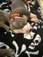 Orange , a male American Bully for sale in San Tan Valley, AZ – 2 of 4