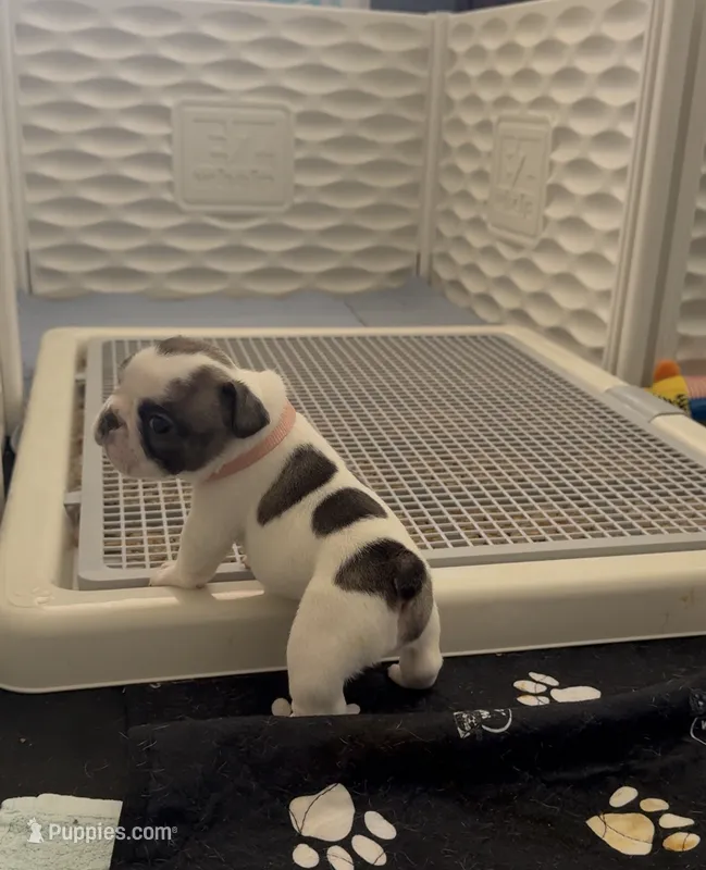 Peaches  – French Bulldog puppy for sale in San Tan Valley, AZ