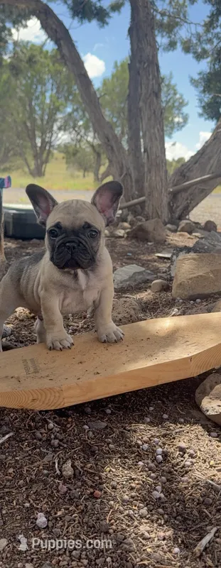 Ford  – French Bulldog puppy for sale in San Tan Valley, AZ