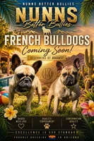 Oreo, a male French Bulldog for sale in San Tan Valley, AZ – 2 of 2