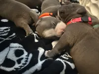 Orange , a male American Bully for sale in San Tan Valley, AZ – 3 of 4