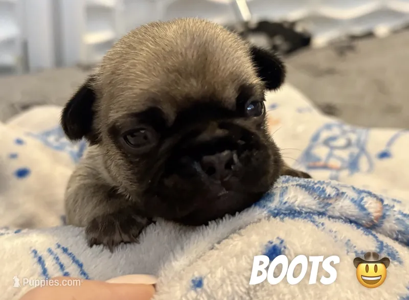 Boots – French Bulldog puppy for sale in San Tan Valley, AZ