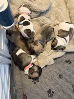 Kim, a female French Bulldog for sale in San Tan Valley, AZ – 6 of 7