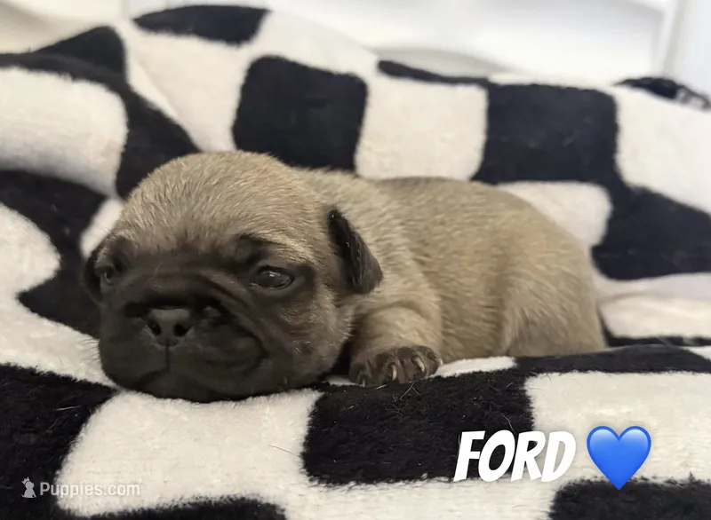 Ford  – French Bulldog puppy for sale in San Tan Valley, AZ