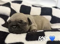 Ford , a male French Bulldog for sale in San Tan Valley, AZ – 3 of 8