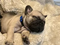 Ford , a male French Bulldog for sale in San Tan Valley, AZ – 8 of 8