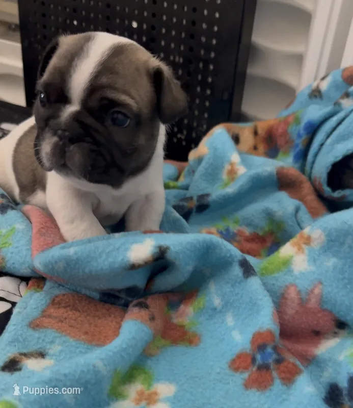 Oreo – French Bulldog puppy for sale in San Tan Valley, AZ