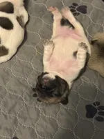 Kim, a female French Bulldog for sale in San Tan Valley, AZ – 5 of 7