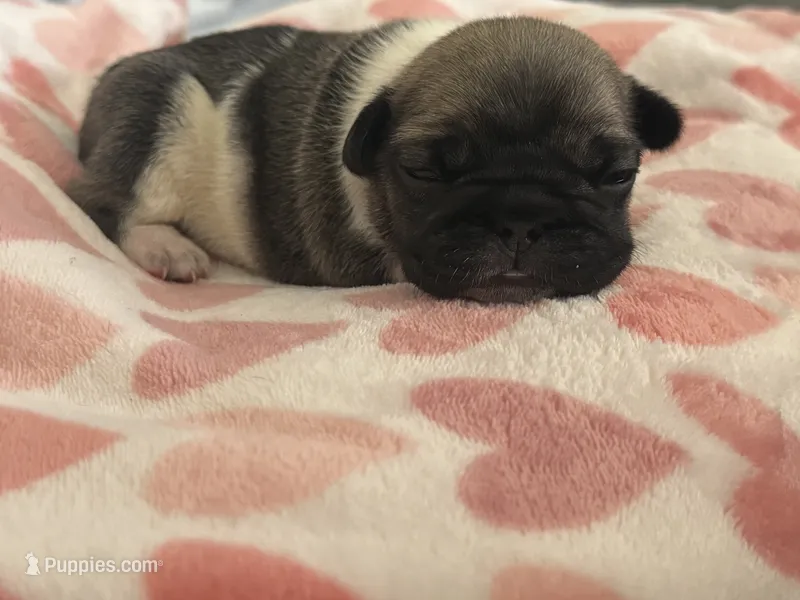 Kim – French Bulldog puppy for sale in San Tan Valley, AZ