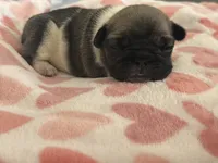 Kim, a female French Bulldog for sale in San Tan Valley, AZ – 2 of 7