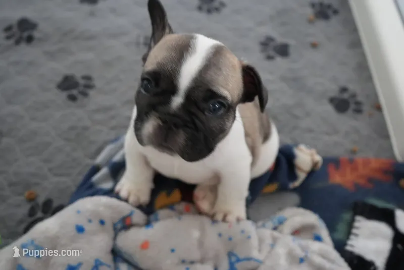 Oreo – French Bulldog puppy for sale in San Tan Valley, AZ
