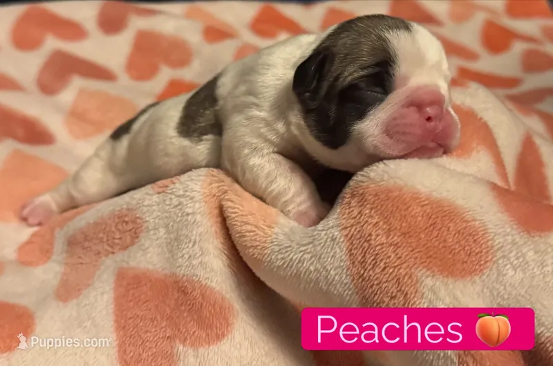 Peaches  – French Bulldog puppy for sale in San Tan Valley, AZ