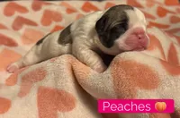 Peaches , a female French Bulldog for sale in San Tan Valley, AZ – 1 of 3
