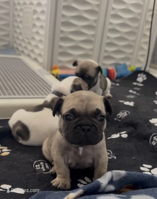 Ford  – French Bulldog puppy for sale in San Tan Valley, AZ