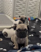 Ford , a male French Bulldog for sale in San Tan Valley, AZ – 2 of 8