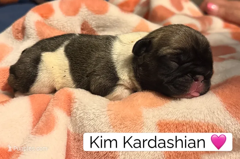 Kim – French Bulldog puppy for sale in San Tan Valley, AZ