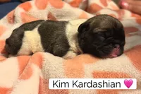 Kim, a female French Bulldog for sale in San Tan Valley, AZ – 1 of 2
