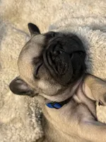 Ford , a male French Bulldog for sale in San Tan Valley, AZ – 7 of 8