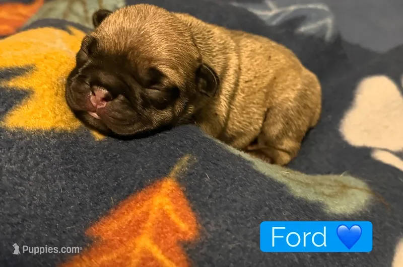Ford  – French Bulldog puppy for sale in San Tan Valley, AZ